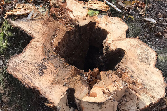 Profil pařezu s vyhnilým jádrem po pokácení (4. etapa)