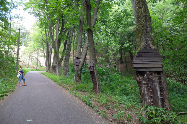 Dožívající alej podél cesty na zámek 