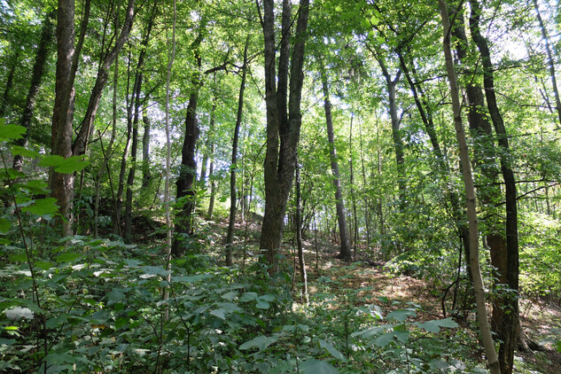 Silně zarostlé prostory zámeckého kopce